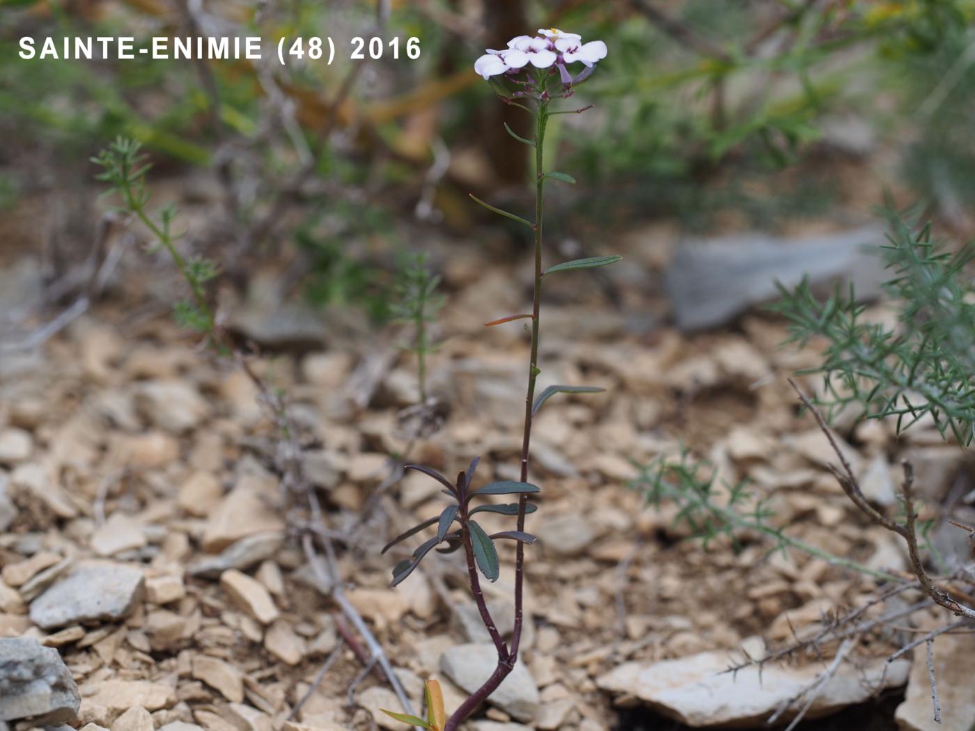 Candytuft, (Prost's) leaf